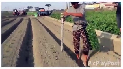 Посадка рассады по Китайски смотрим