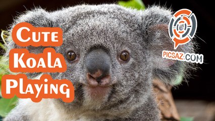 Very cute Kuala plays with girl