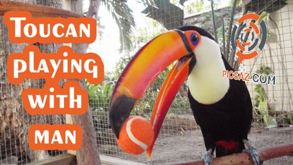 Toucan playing with his owner
