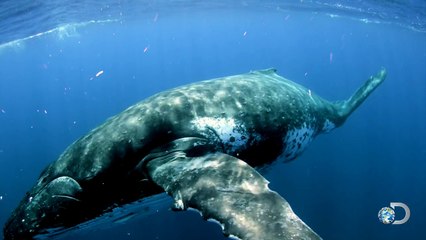 The Rulers of the Ocean