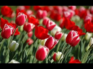 jis den tari mari baat  song