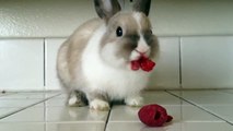 a cute rabbit eating a raspberry