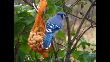 LA VIE COOL D'UN OISEAU BLEU