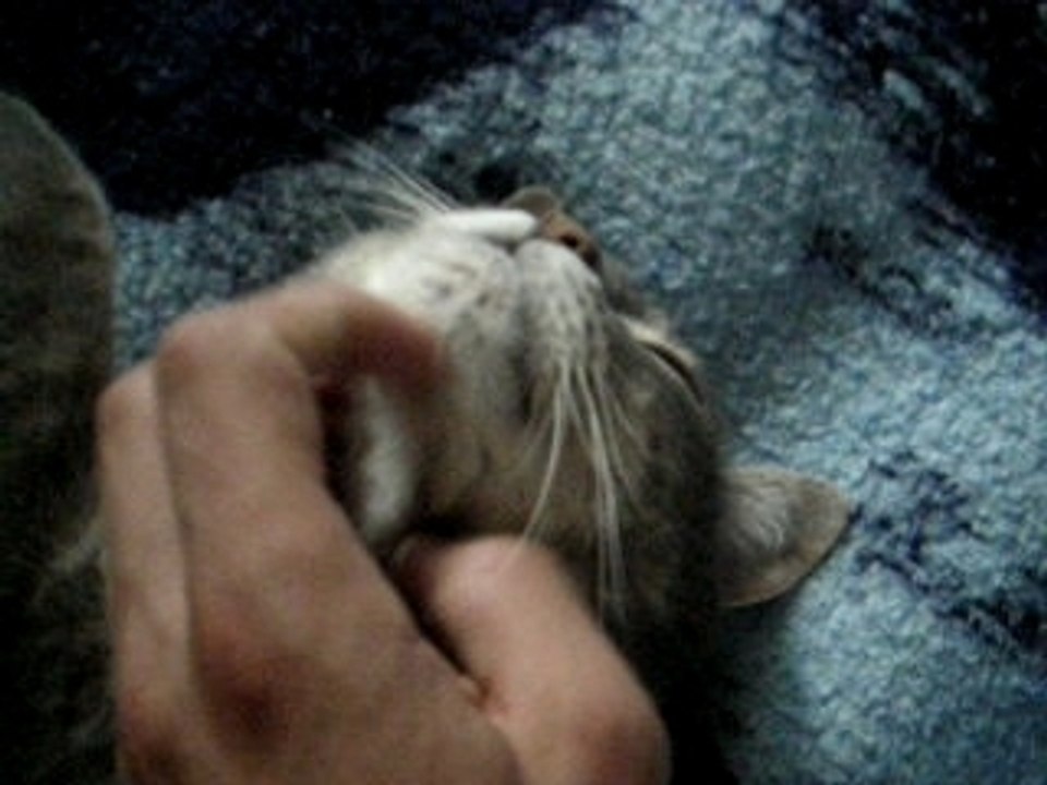 Mon Chat Ponpon