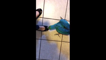 Mango jugando con mis pies