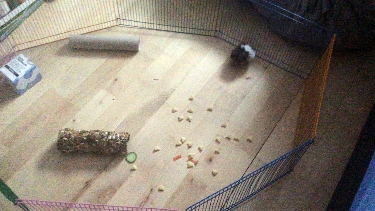 frozen-my hamster sing let it go❄️