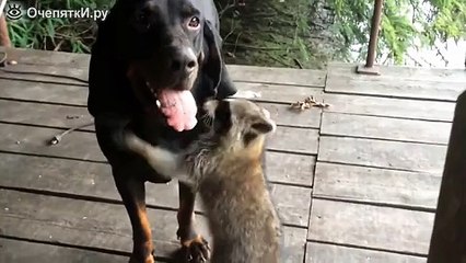 Назойливый енот и добрый пёс