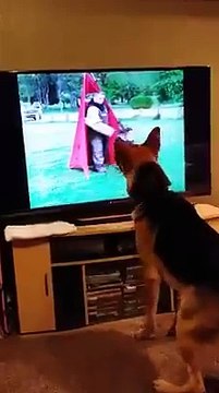 Болеет за своих. Смешные приколы собаки