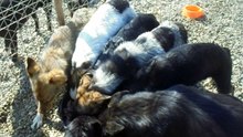 Camelia dogs