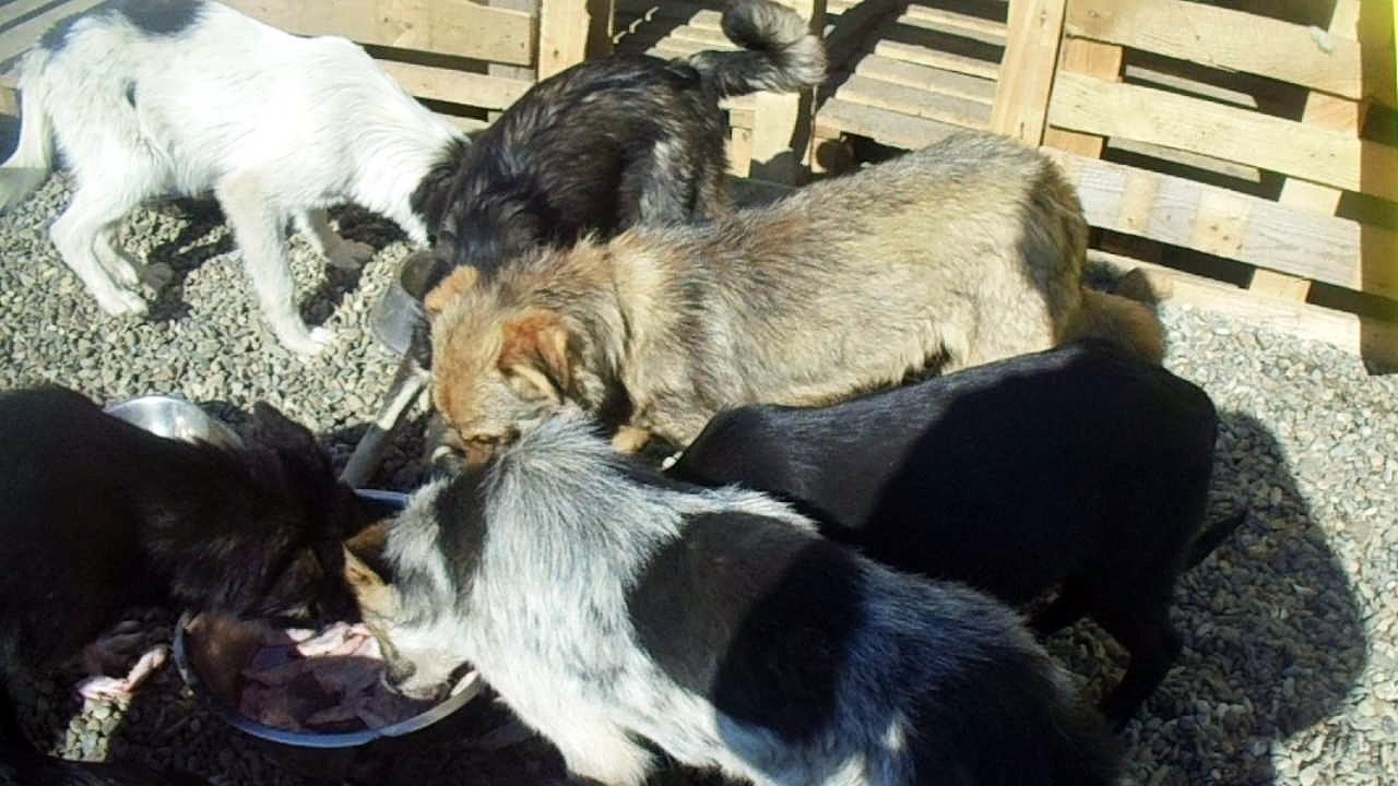 Camelia dogs