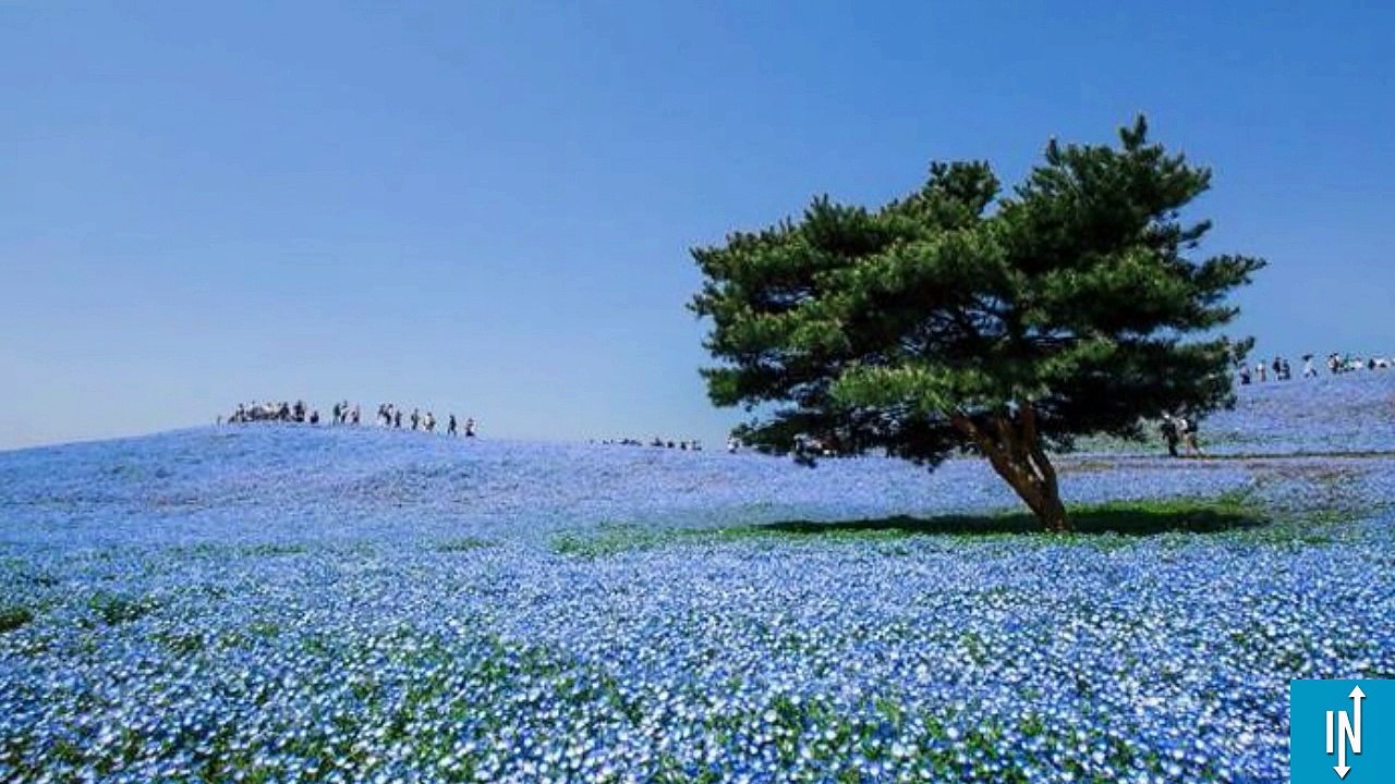 Il photographie le plus beau printemps sur Terre au Japon