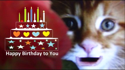Hppy Birthday Song to You - wishes and greetings message Cat