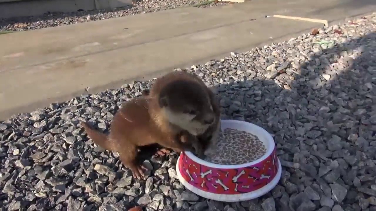 Deux bébés loutres prennent leur repas