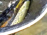 Fly Fishing West Virginia Wild Brown Trout 19 inch