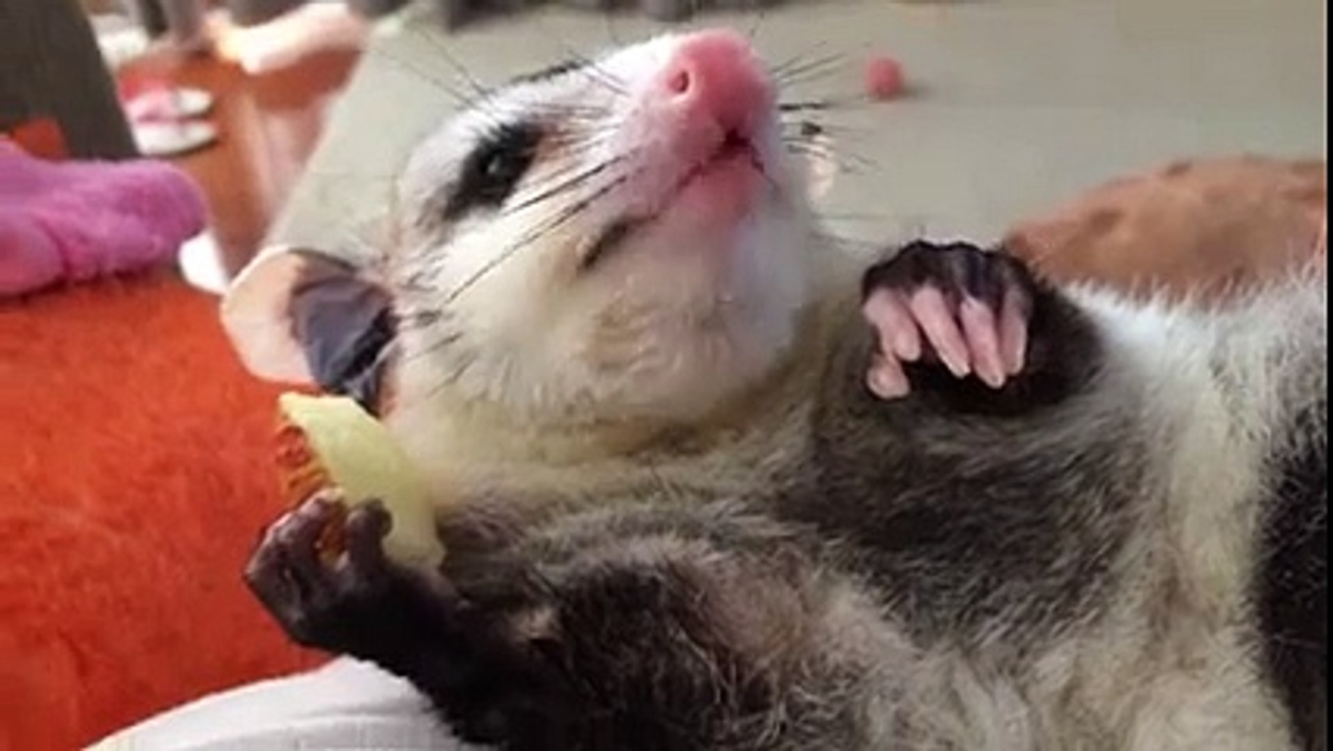 ⁣Когда жизнь удалась. Сute and funny animals