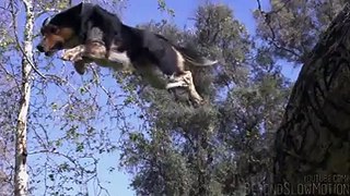 dog jumping wonderful