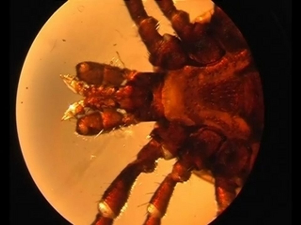 Tick Twister