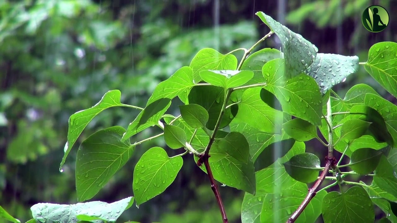 Sons da Chuva na Natureza para Paz Interior, Relaxamento e Sono Profundo
