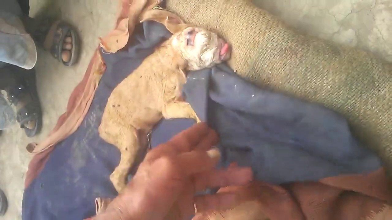 A Goat With Human Face (Allah Ka AzaB)