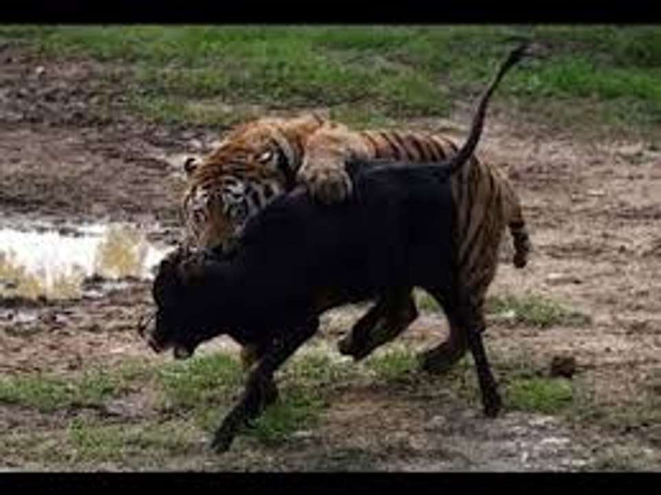 Siberian Tiger attacks a Buffalo