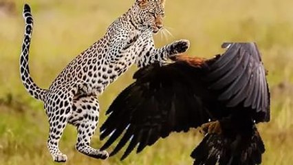 Jaguar kills bing Eagle