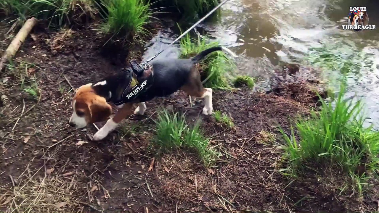 Beagle Puppy From 8 Weeks to 8 Months   Cute Dog Marie