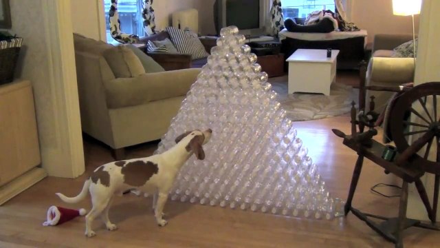 Best Dog Gift Ever - Dog Receives 210 Bottles for Christmas Cute Dog Maymo