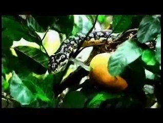 Los Annunakis, Enki el dios benefactor PARTE 10