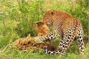 Leopard attacking a Hyena