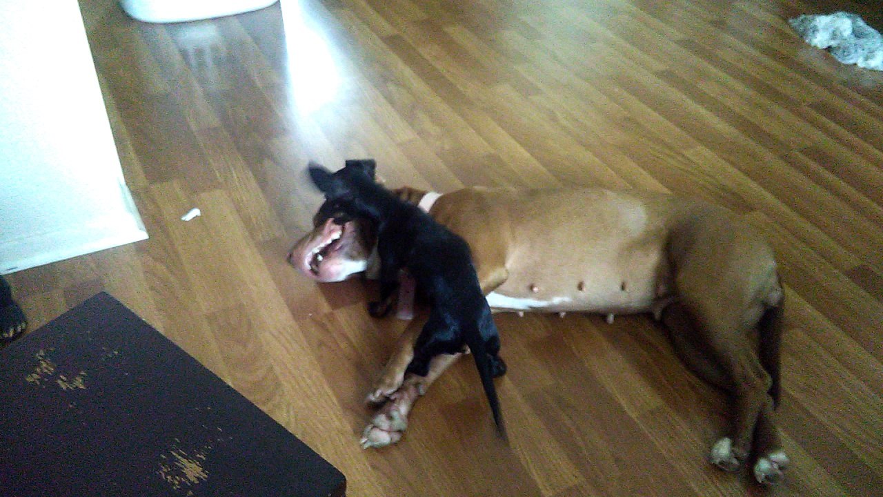 Cute dogs playing