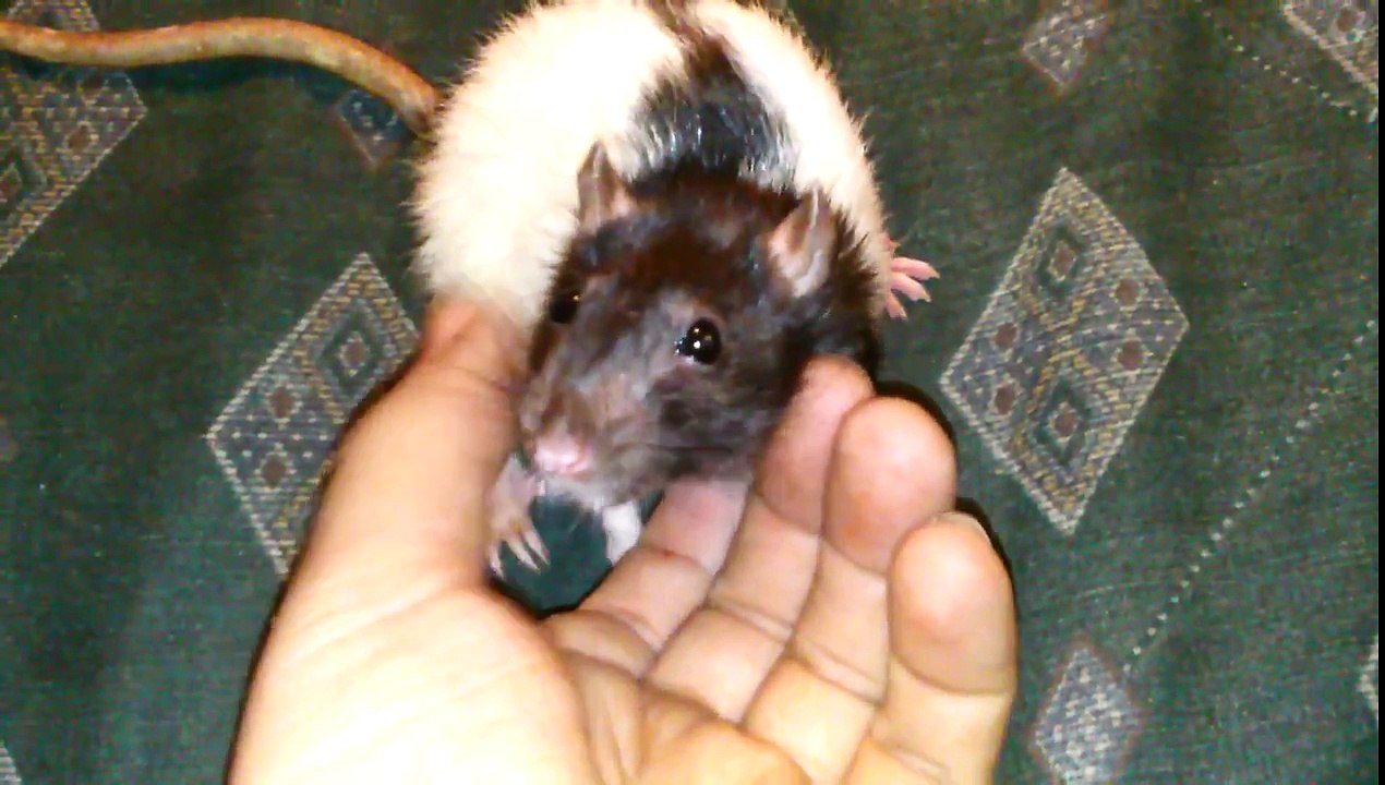 Big Mama's Abscess fix