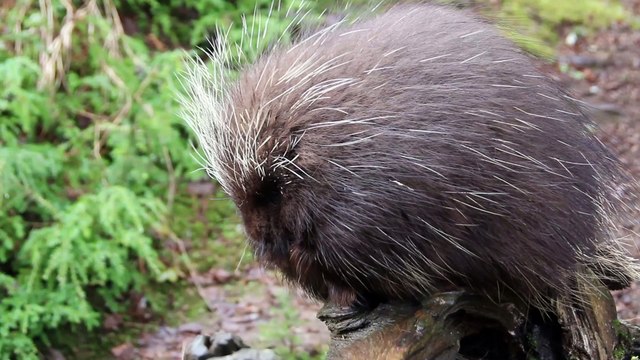 2016-04 Heli-Skiing Alaska by Daniel