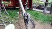 Funny Lemurs Eating in Tbilisi Zoo - Funny Zoo Animals