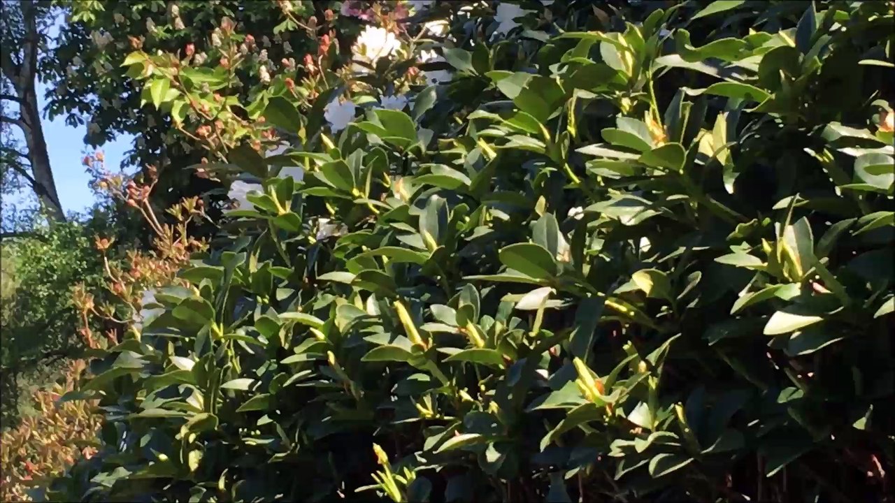 Zukunft baut Pinneberg - Rosengarten Mai 2016 /Full Film/Complete Movie/Ganzer Film