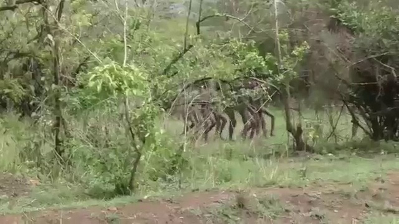 Meet Hamar Tribe STRANGE LIFE CULTURE in Ethiopia South Africa