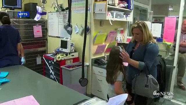 Ce berger allemand sauve la vie d'une fillette attaquée par un serpent au venin mortel