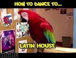 Des oiseaux vous donnent des cours de danse électro