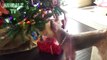 Cute Dogs Reacting To Christmas Tree - Funny Dogs Love Christmas Time