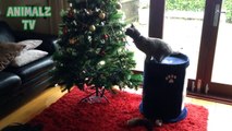 Funny Cats Attacking Christmas Tree - Cats Playing Compilation 2015