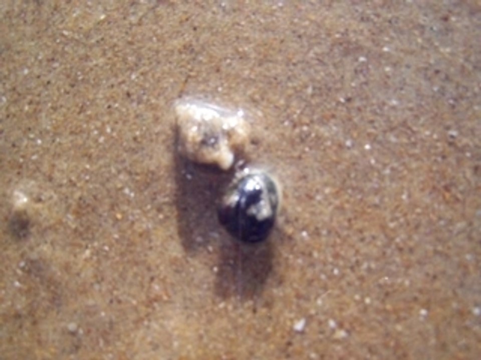 Escargots de mer