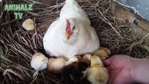 Mother Hen Teaches 1 Hour Old Chicken How to Eat - Cute Farm Animals