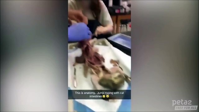 Des étudiants jouent à la corde à sauter avec des intestins de chat