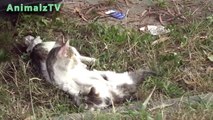 Cute Mom Cat Playing With Her Kitten - Homeless Cat Family