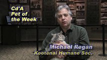 Kootenai Humane Society Adoptable Pet of the Week 10-29-09 Galaxy cat
