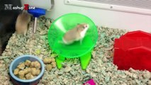 Hamsters - A Cute Hamster And Funny Hamster Videos Compilation || NEW HD