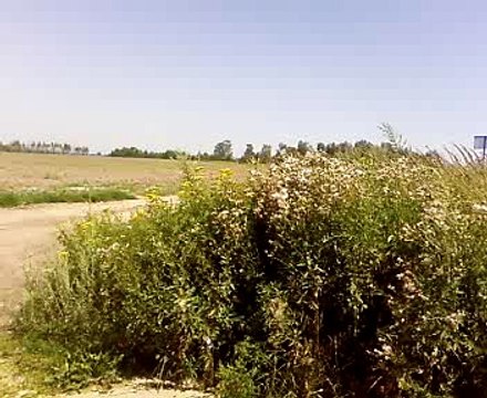 Дорога в поле. Июль 2011 года