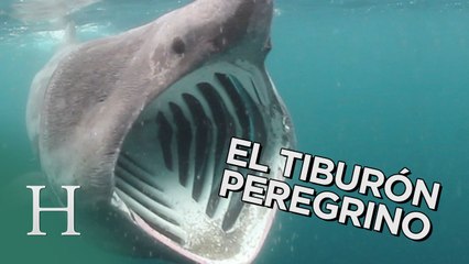 El enorme pero inofensivo tiburón peregrino