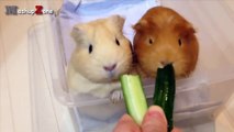 Guinea Pigs - A Funny And Cute Guinea Pig Videos Compilation || NEW HD
