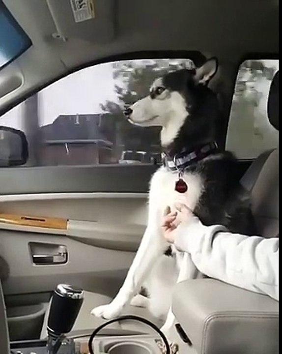 Trop mignon, ce husky a besoin de calin!