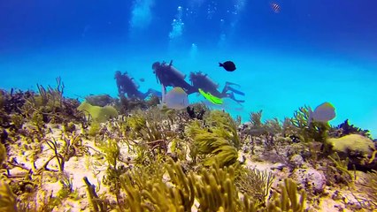 iBubble, la caméra qui vous suit toute seule sous l'eau !